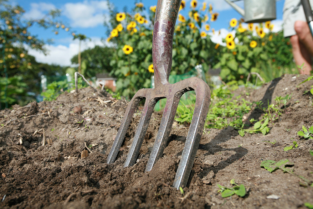 Community Garden Projects in Ireland: Finding a Community Garden Plot Near You and Understanding the Costs Involved