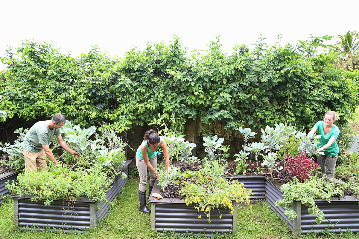 Image for The Timebank Meitheal: Practical Help for Gardens, Yards and Homes